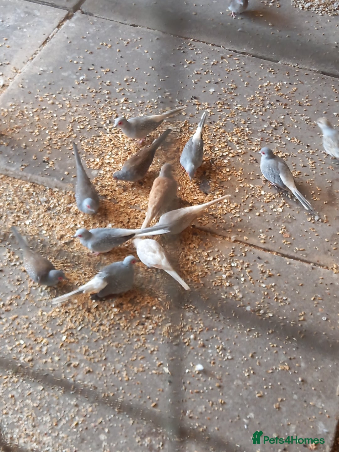Doves birds for sale: Diamond doves, £10 each, sandbach  - Image 1