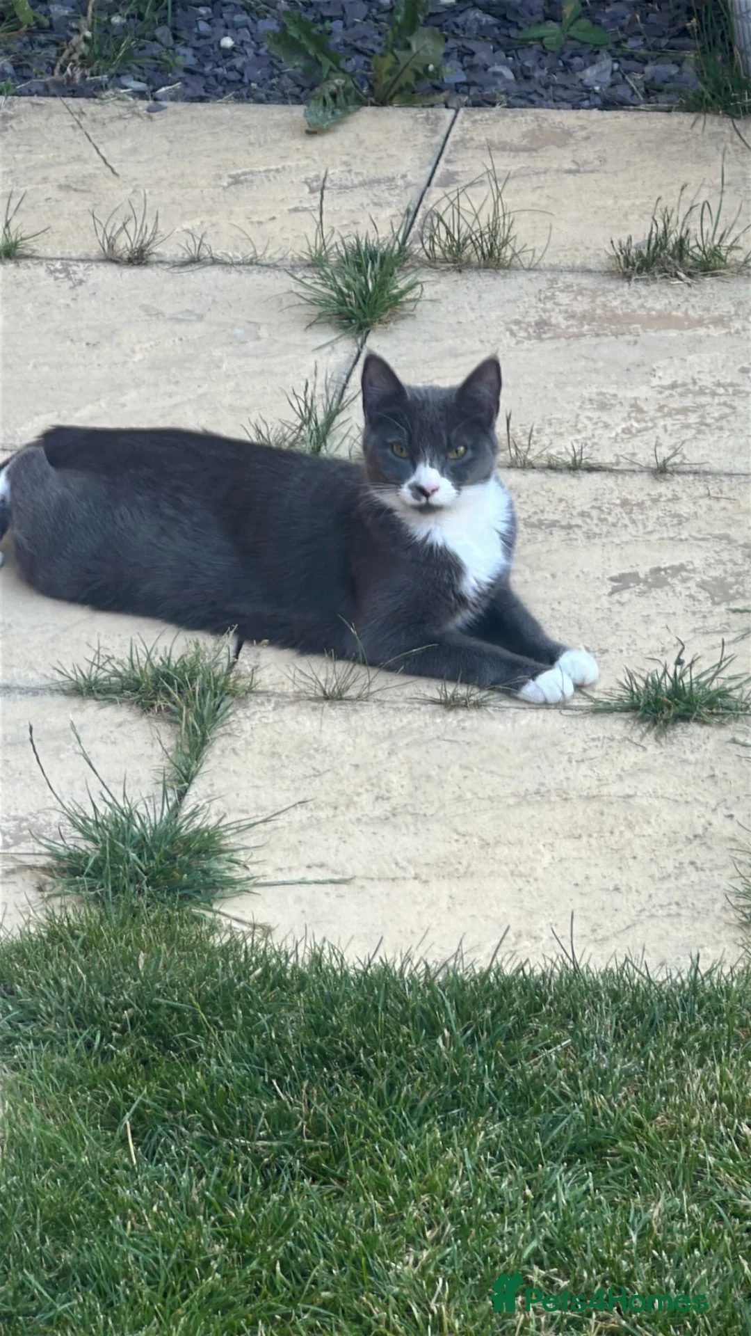 Mixed Breed cats for sale: Kittens in Ruislip - Advert 2