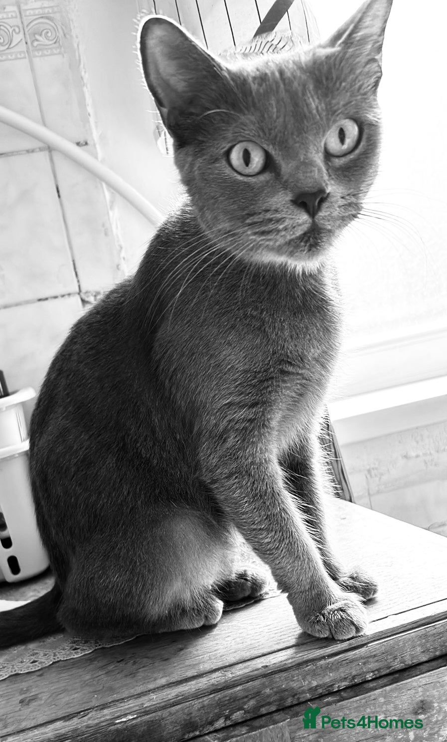 Mixed Breed cats Kittens looking forever home. - Advert 1