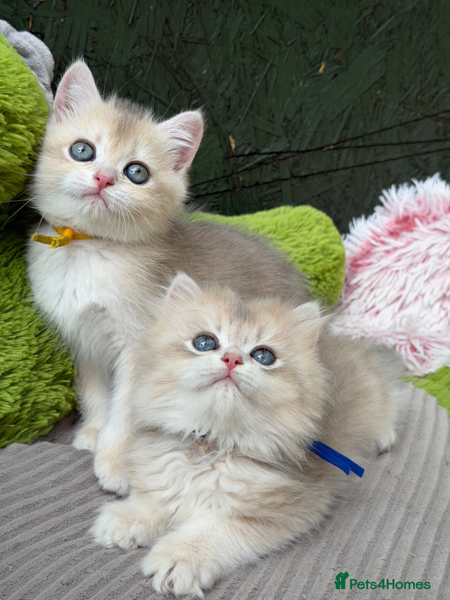 British Shorthair cats British shorthair blue golden kittens GCCF  - Advert 14