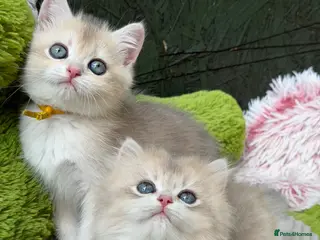 British Shorthair cats British shorthair blue golden kittens GCCF - Advert 14