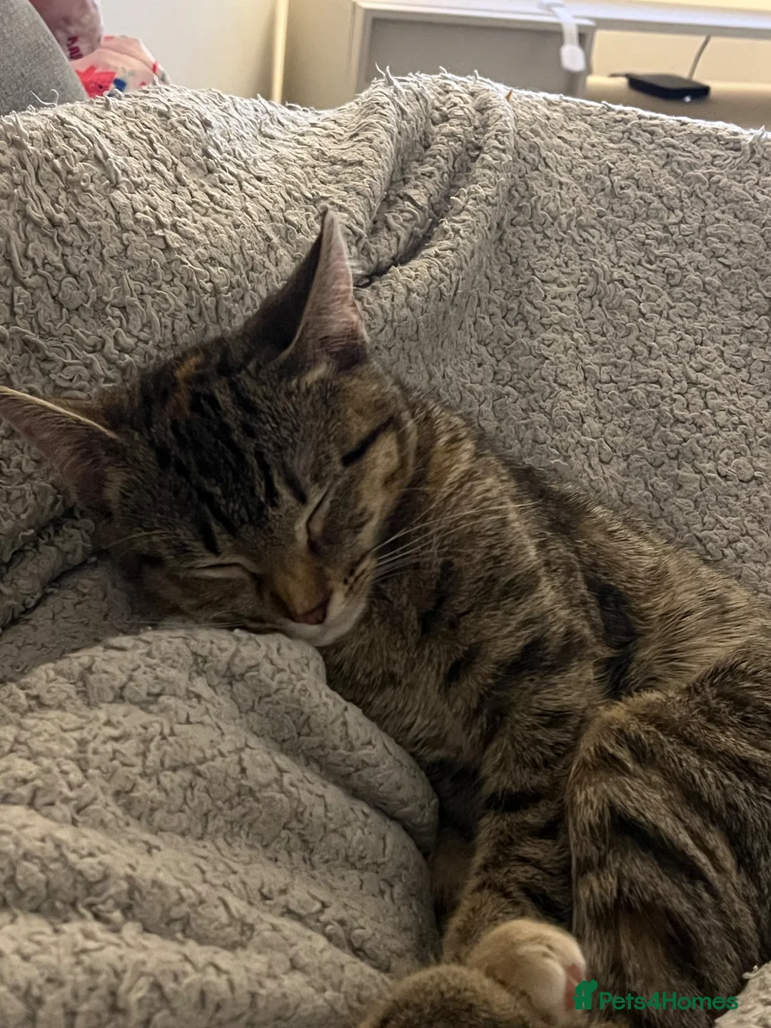 Mixed Breed cats for sale: Cat for sale  - Advert 5