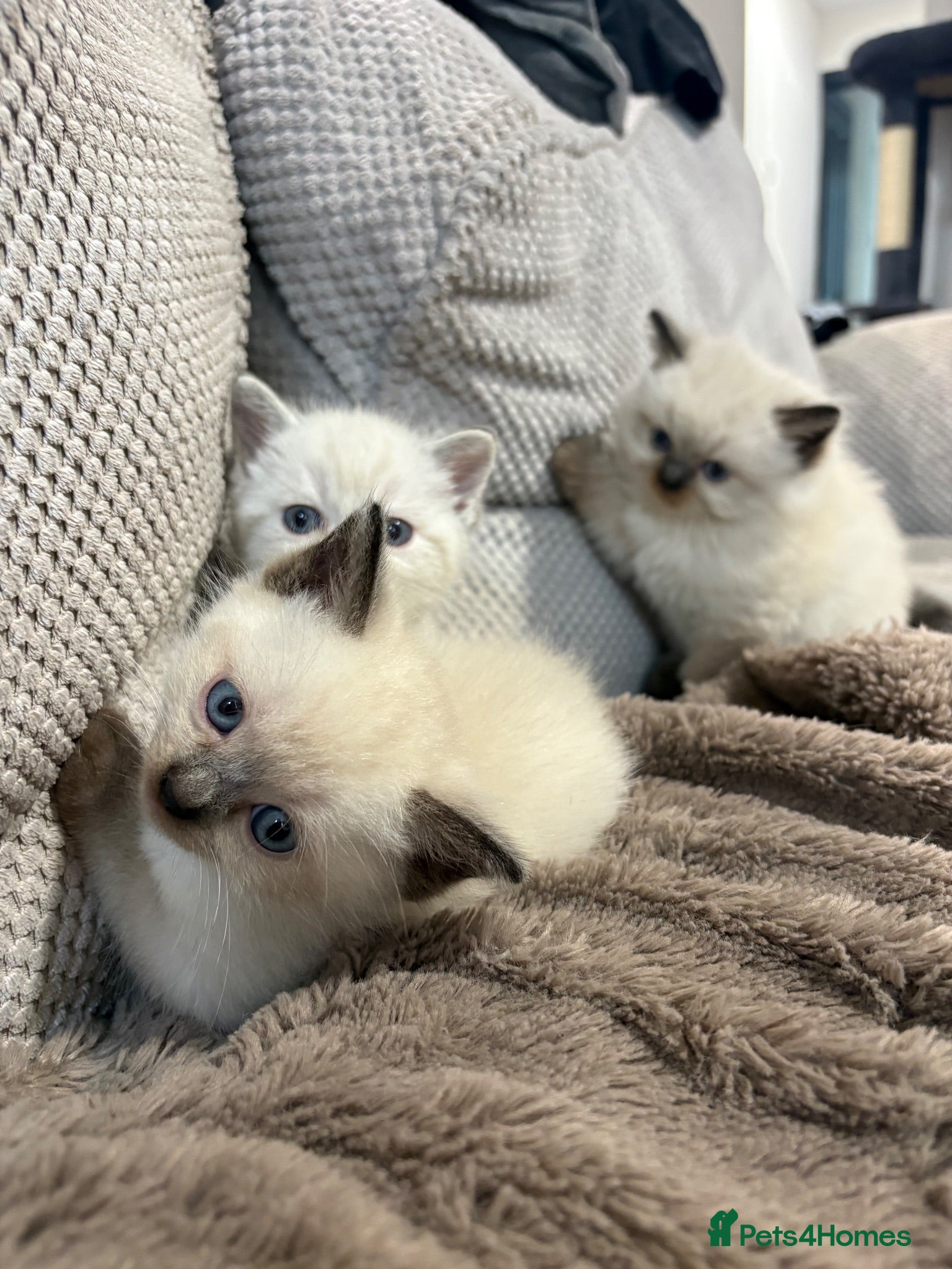 Ragdoll cats Siamese Mix Fluffy Kittens - Advert 8