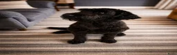 Giant Schnauzer dogs for sale: Giant Schnauzer  in Leeds - Advert 4