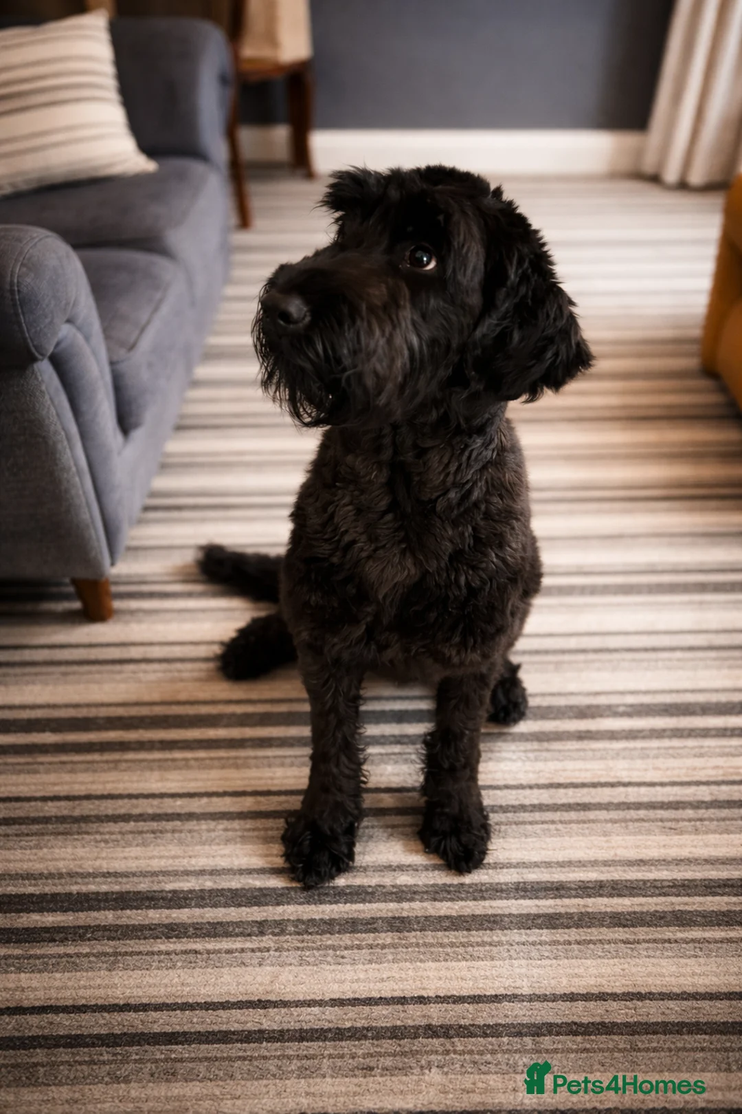 Giant Schnauzer dogs for sale: Giant Schnauzer  in Leeds - Advert 4