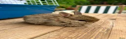 Netherland Dwarf rabbits for sale: Lap bunnies Netherland dwarf  - Advert 14