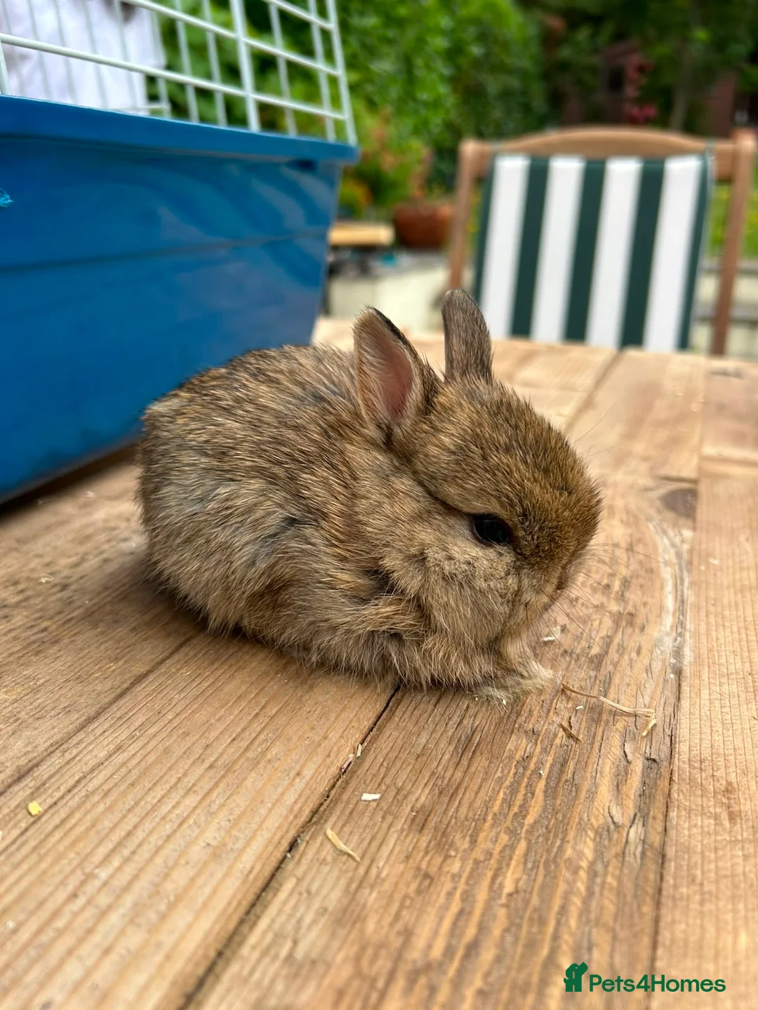 Netherland Dwarf rabbits for sale: Lap bunnies Netherland dwarf  - Advert 14