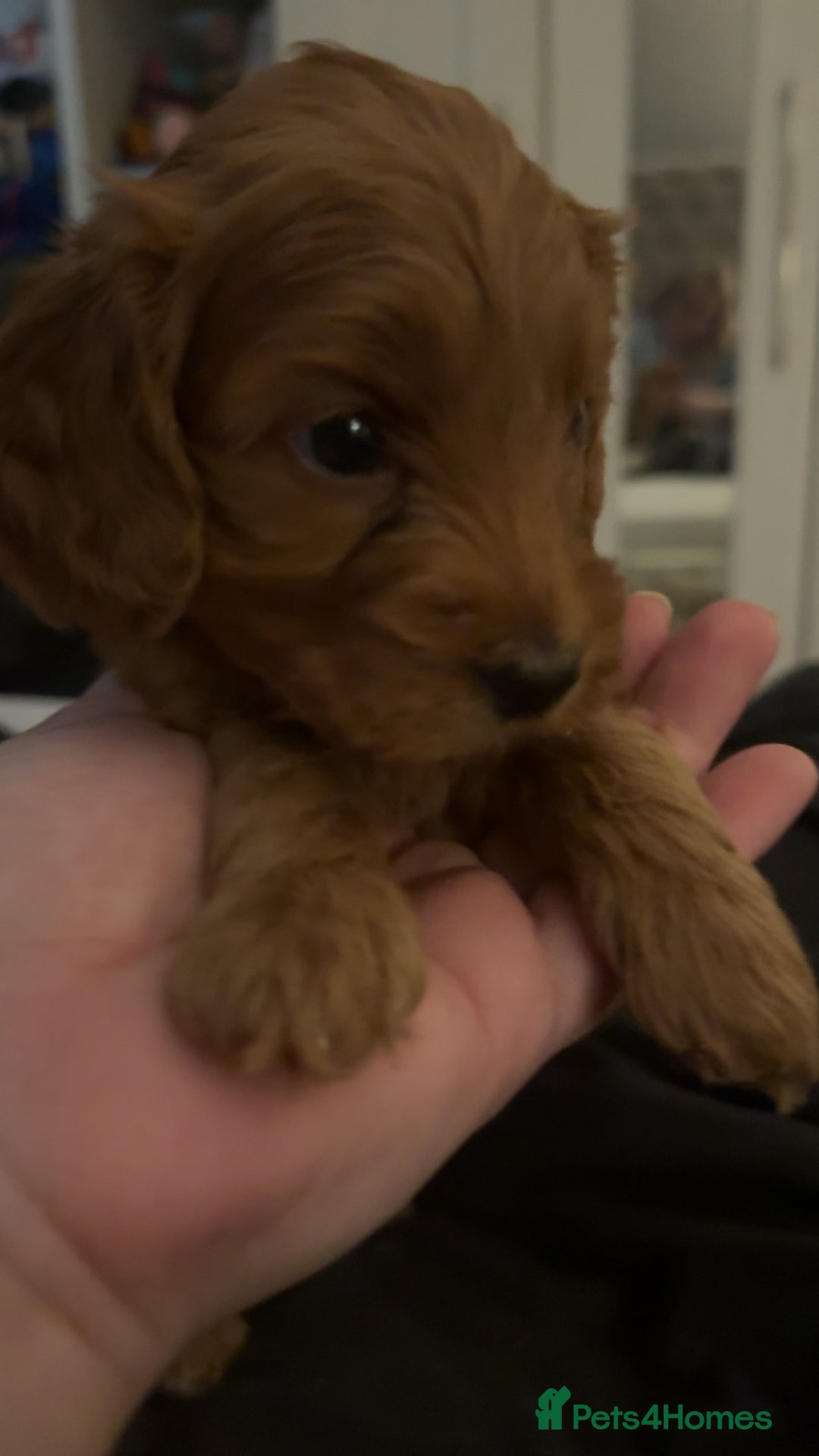 Cockapoo dogs for sale: Cockapoo F1 - Advert 24