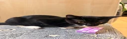 Mixed Breed cats for sale: Adorable kittens rehome ASAP - Advert 11