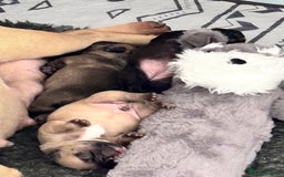 French Bulldog dogs for sale: French Bulldog Puppies PET PRICED  - Image 8