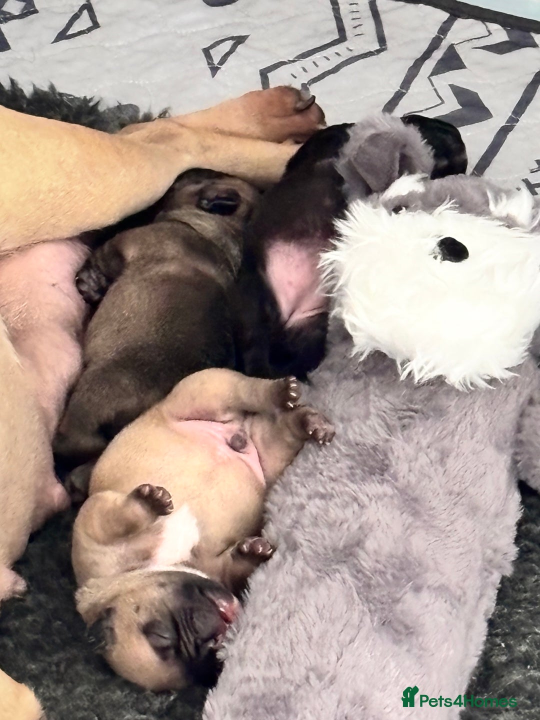 French Bulldog dogs for sale: French Bulldog Puppies PET PRICED  - Image 8