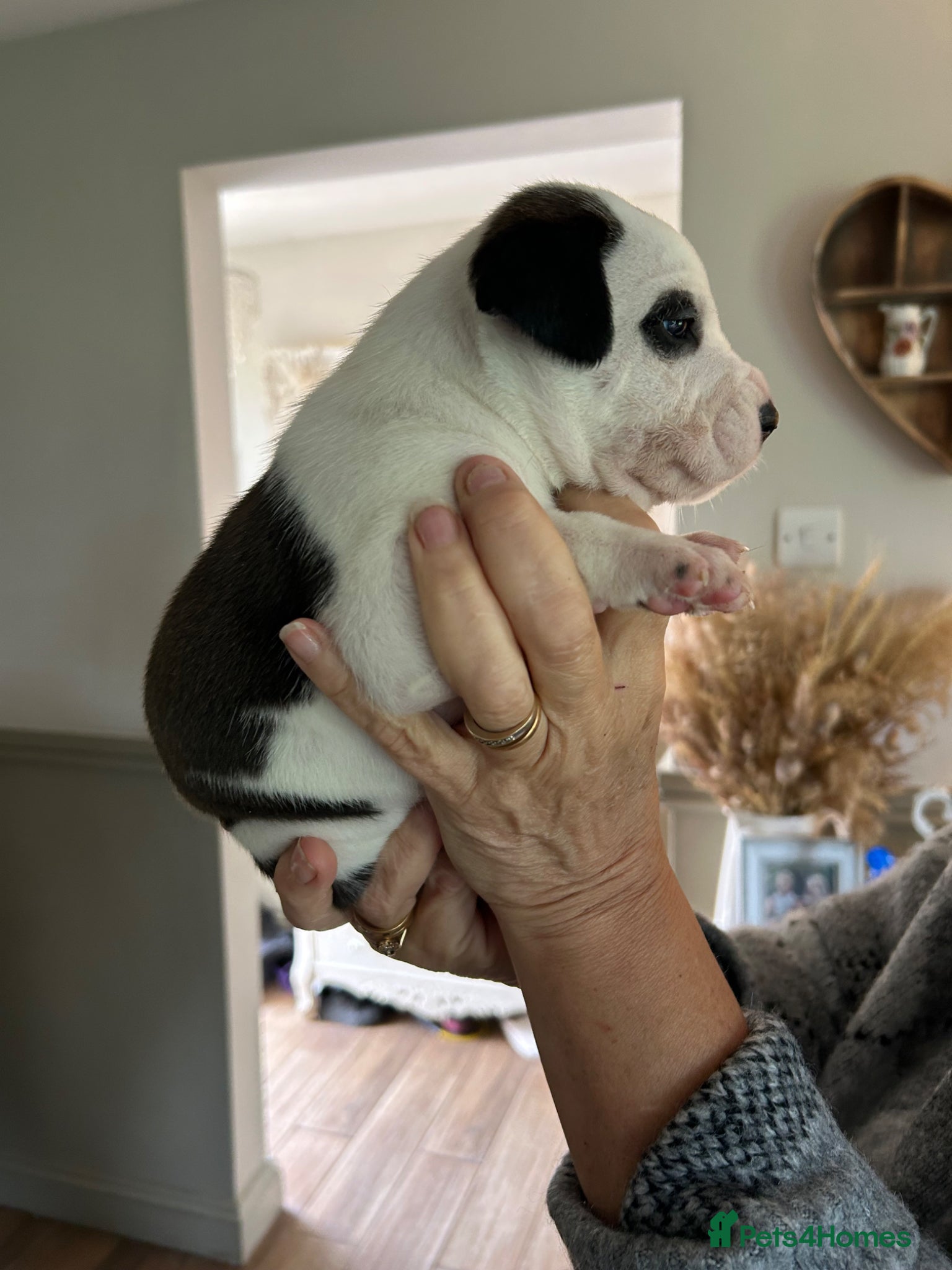 Mixed Breed dogs for sale: Last two puppies  remaining  - Advert 15