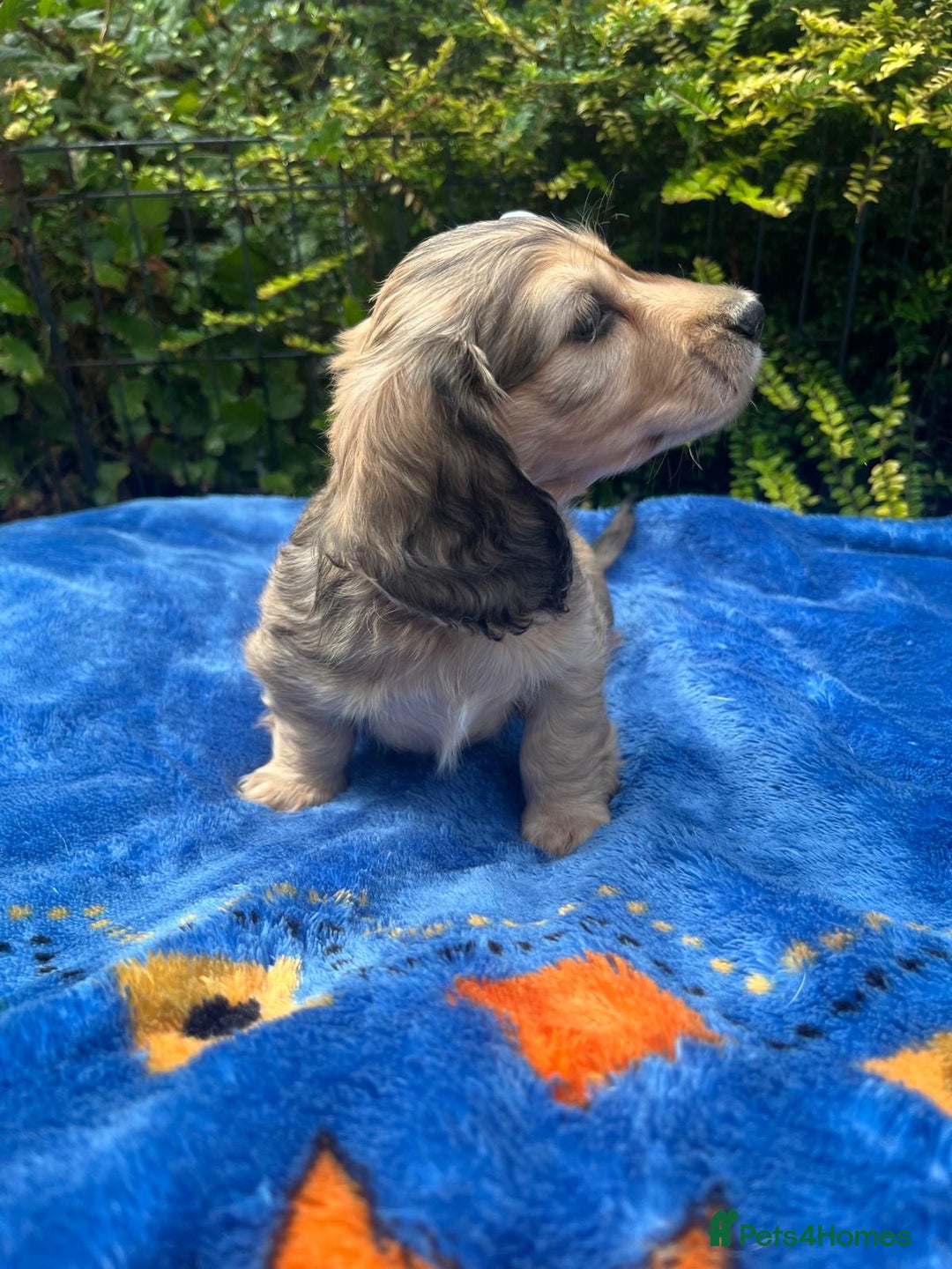 Miniature Dachshund dogs for sale: Beautiful KC mini L/h girls - Image 8