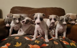 Whippet dogs for sale: Stunning Whippet Puppies - Image 2