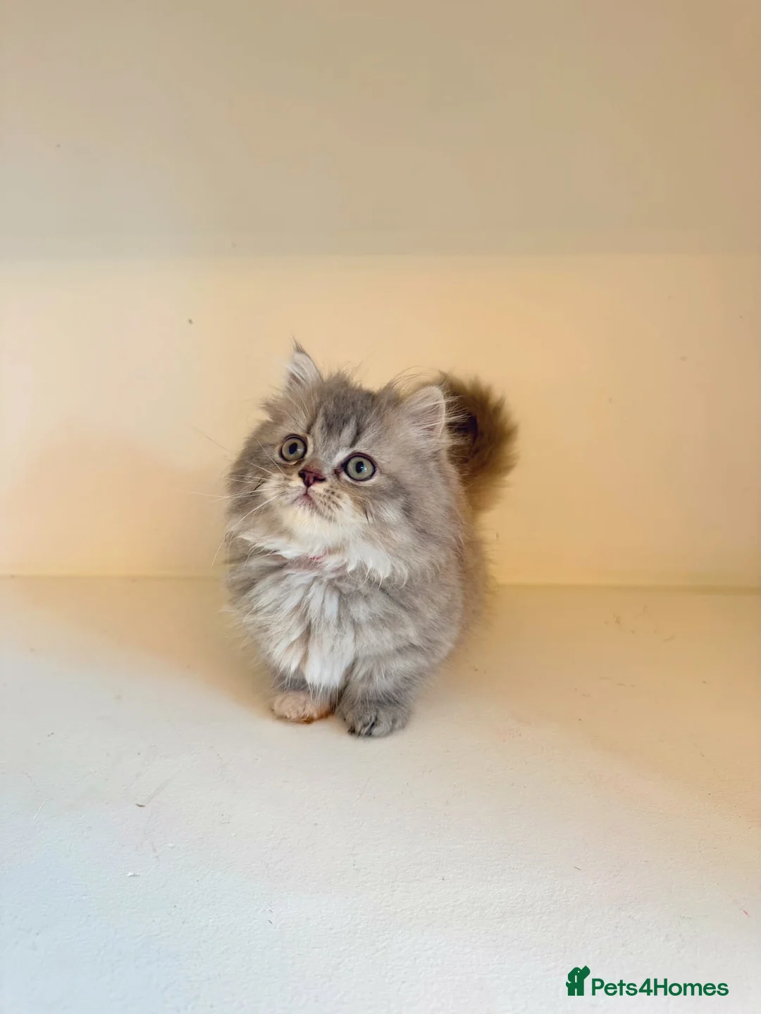 Munchkin cats for sale: Rare Munchkin Minuet (Persian Munchkin) Kittens  - Advert 18
