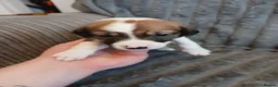Mixed Breed dogs for sale: Lurcher pups - Advert 33