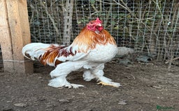 Chickens poultry for sale: 2 Roosters for sale ✨🤍 - Image 1