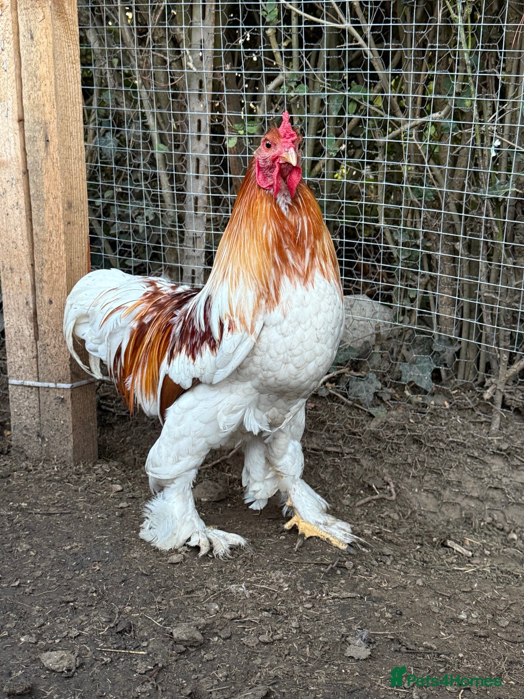 Chickens poultry for sale: 2 Roosters for sale ✨🤍 - Image 1