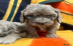 Cockapoo dogs for sale: F1 Cockapoo Puppies.  - Image 3