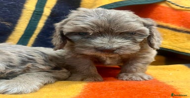 Cockapoo dogs - Advert 5