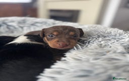 Jack Russell dogs for sale: Jack Russell pups non KC  - Image 7