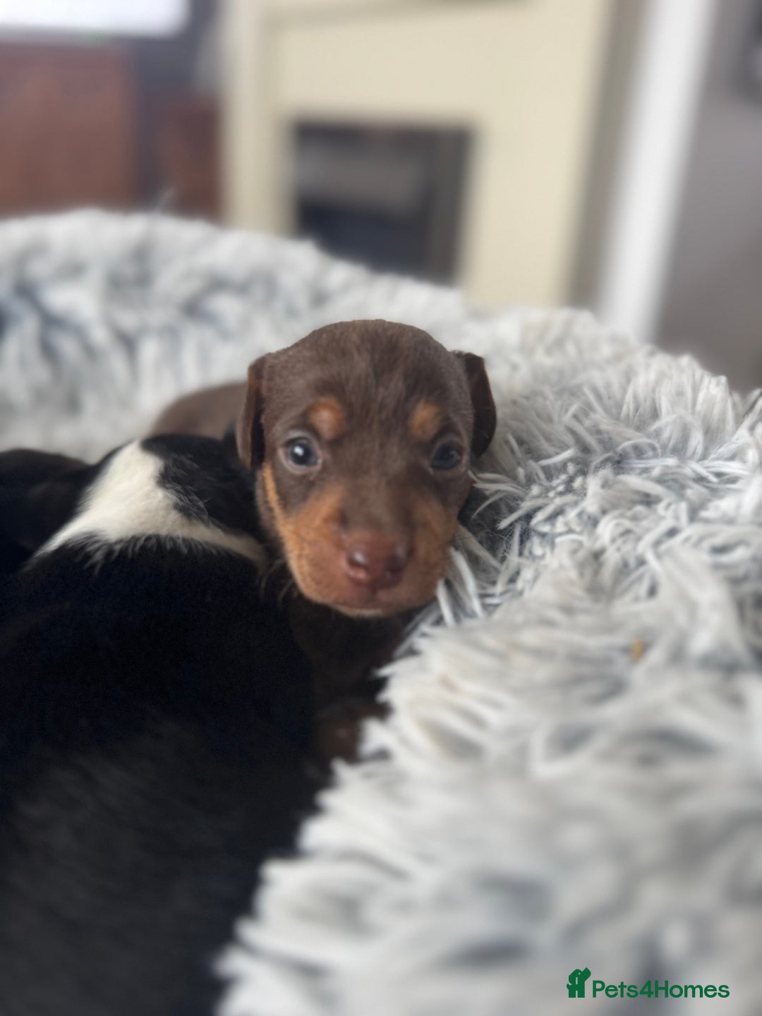 Jack Russell dogs for sale: Jack Russell pups non KC  - Image 7