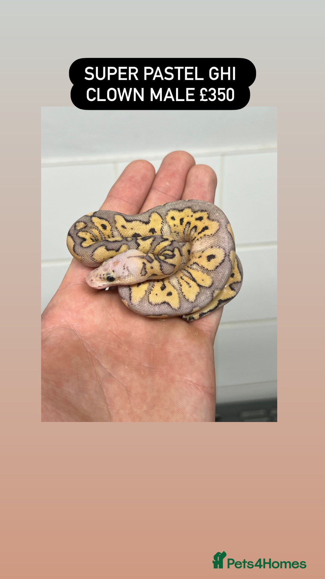 Python Snake reptiles for sale: Ball pythons for sale - Advert 6