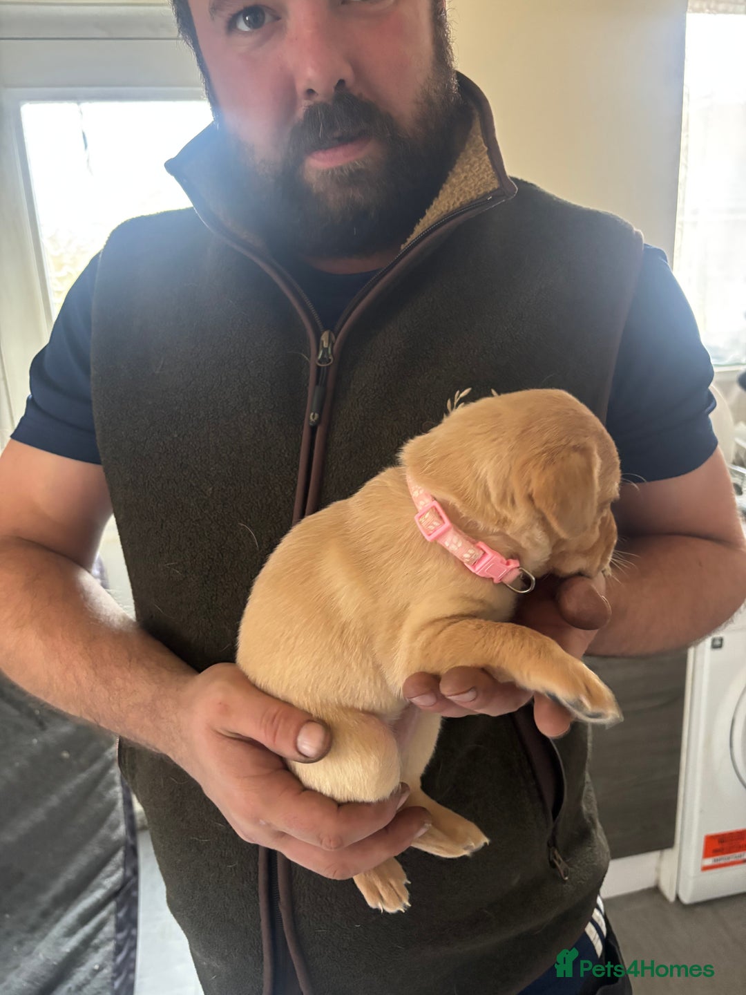 Labrador Retriever dogs for sale: Fox red Labrador - Advert 10