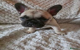 French Bulldog dogs for sale: French bulldog puppies  - Image 2