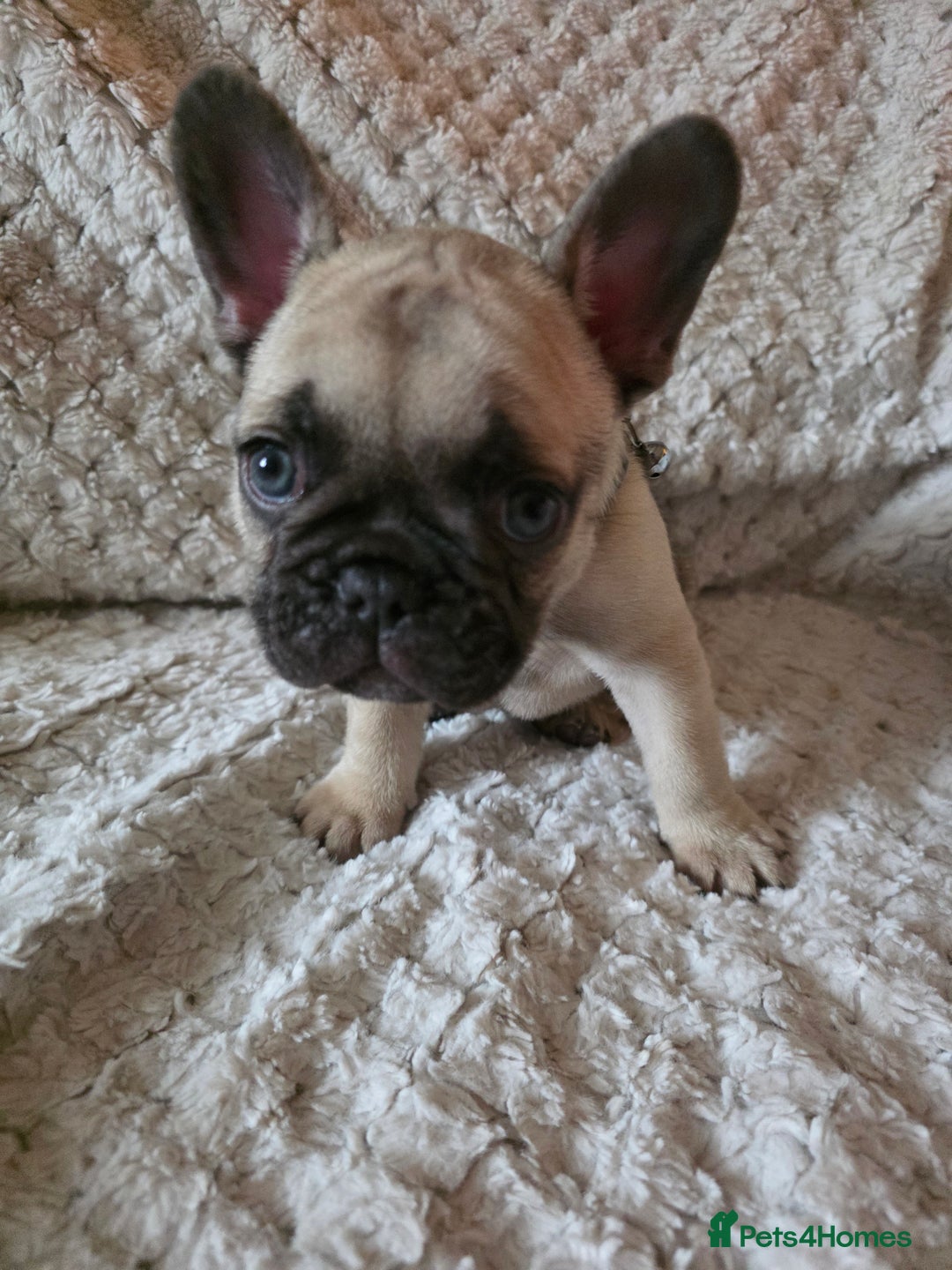 French Bulldog dogs for sale: French bulldog puppies  - Image 2