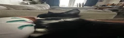 Maine Coon cats for sale: Black and white Maine coon - Advert 2