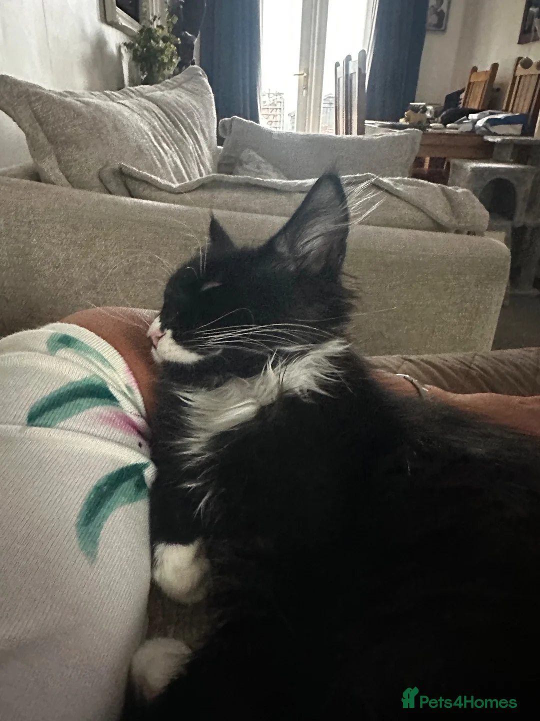 Maine Coon cats for sale: Black and white Maine coon - Advert 2