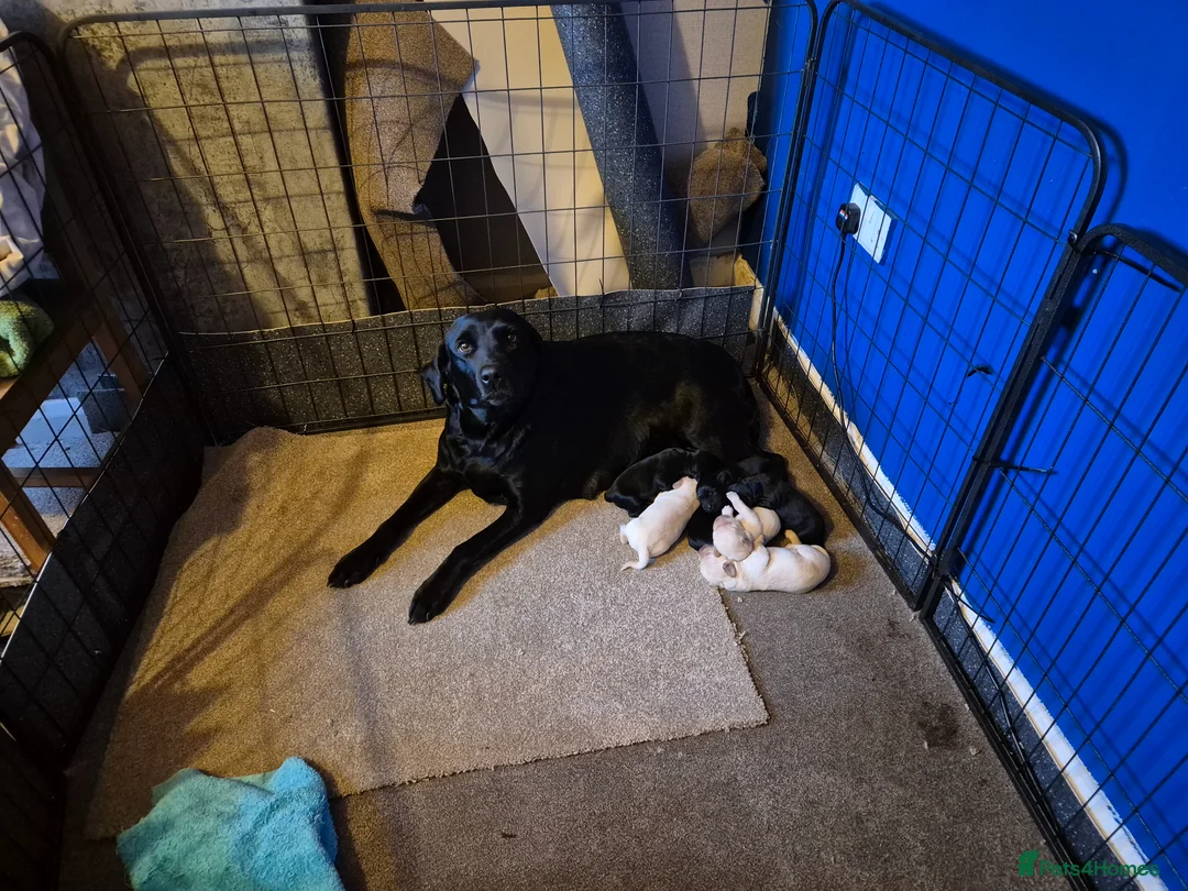 Labradoodle dogs for sale: Beautiful labradoodle puppies  - Advert 1