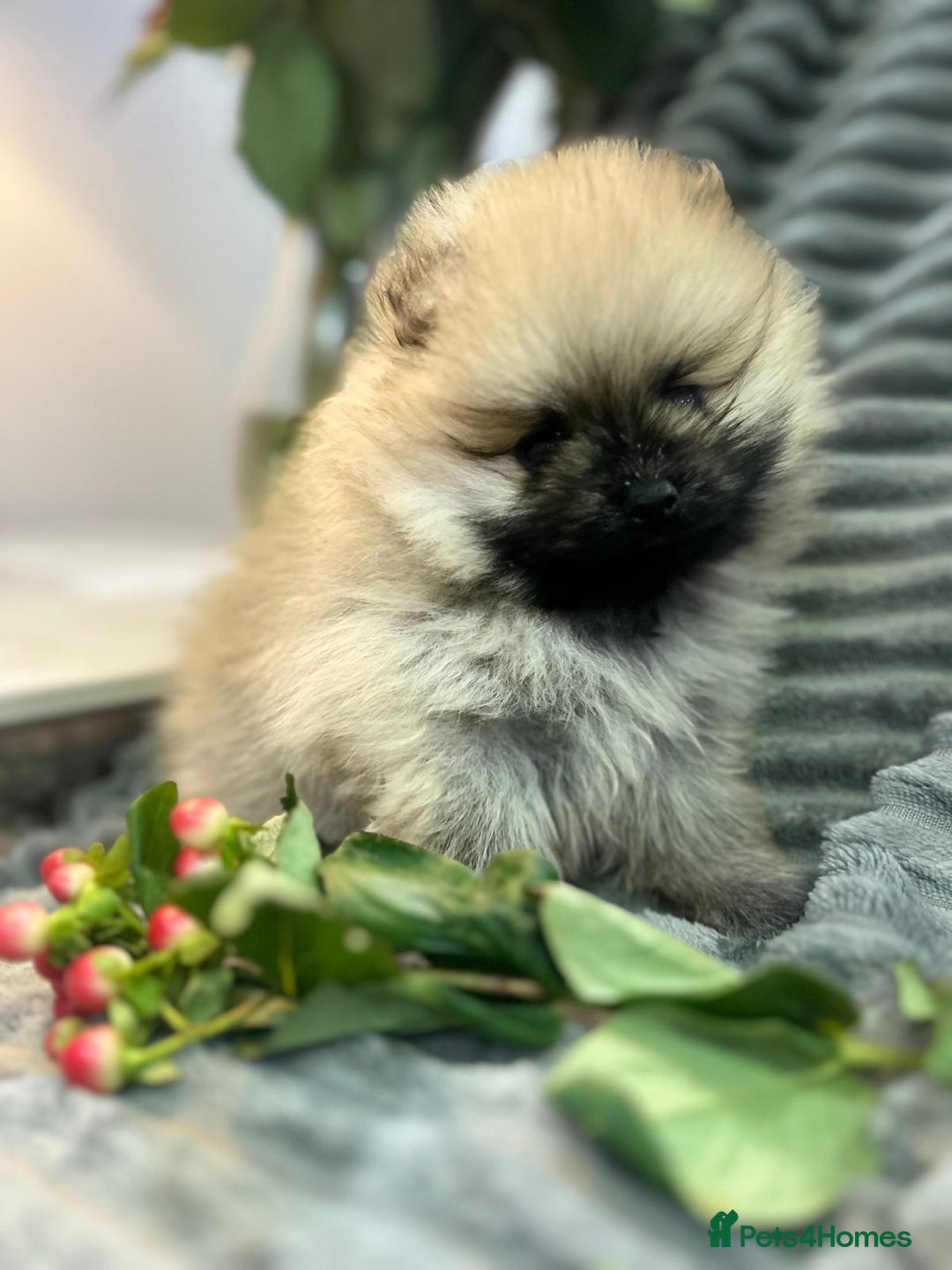 Pomeranian dogs for sale: Show quality tiny beautiful show stopper poms 💙🩷 - Advert 20