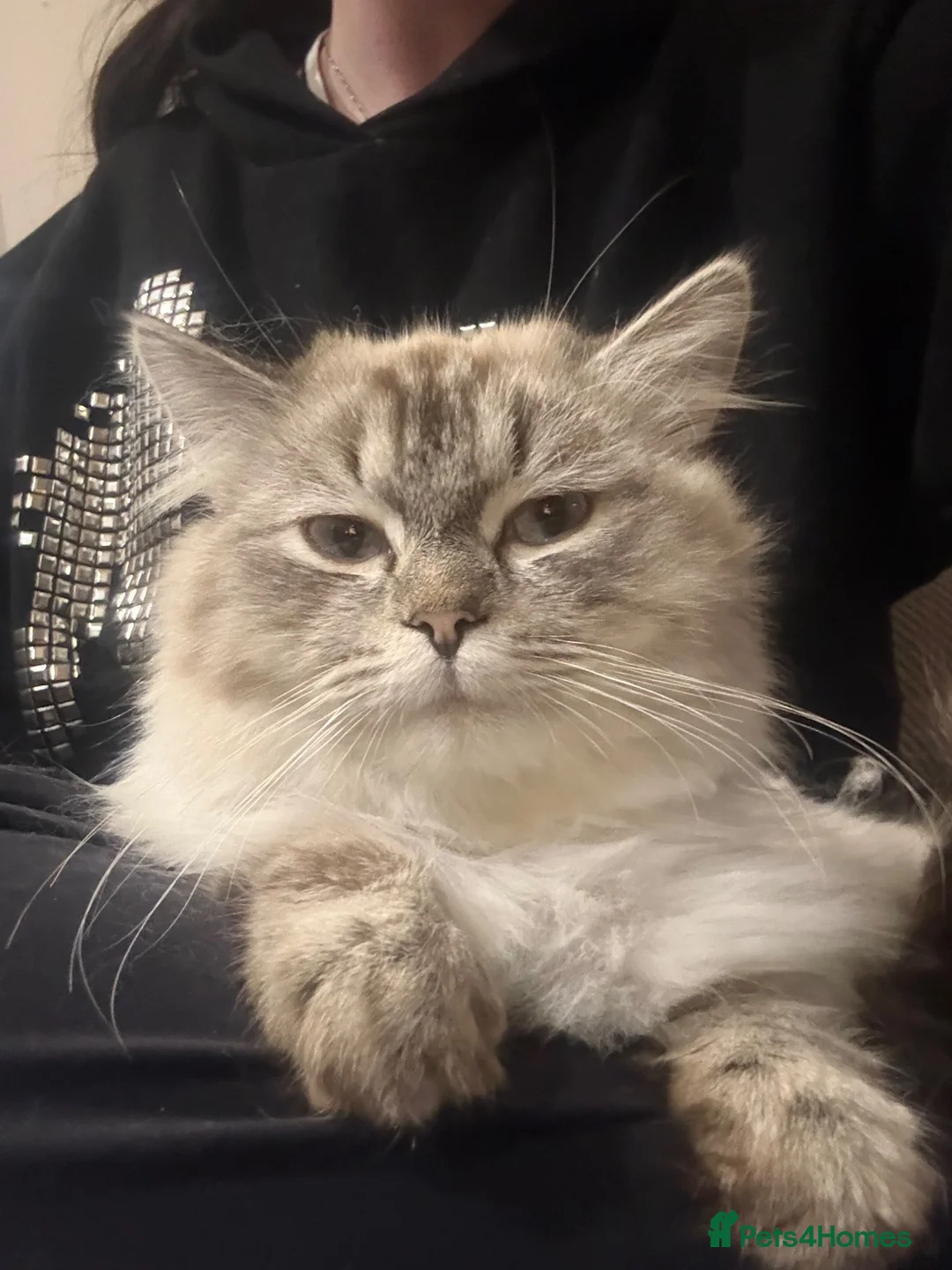 Ragdoll cats for sale: Adult male ragdoll x persian - Advert 10