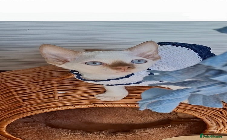 Devon Rex cats - Advert 2