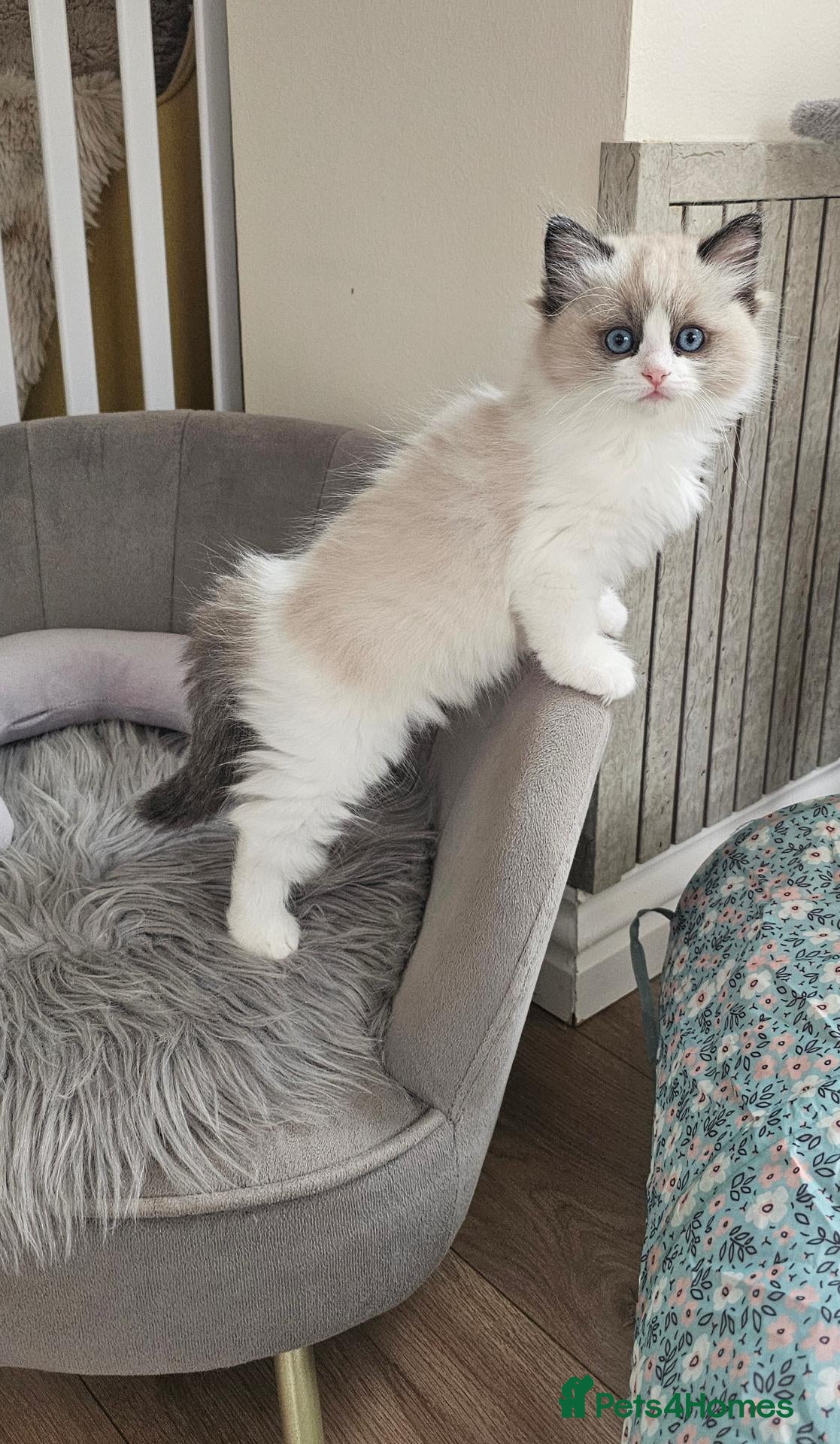 Ragdoll cats Purebred Pedigree Ragdoll kittens - Advert 2