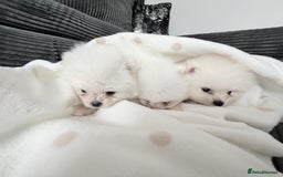 Pomeranian dogs for sale: Super quite Kc Pomeranians puppies(1 boy available - Image 9