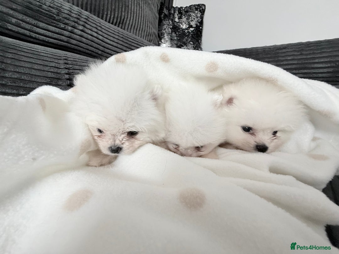 Pomeranian dogs for sale: Super quite Kc Pomeranians puppies(1 boy available - Image 9