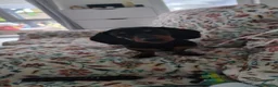 Miniature Dachshund dogs for sale: Beautiful smooth haired miniature duchounds - Advert 17