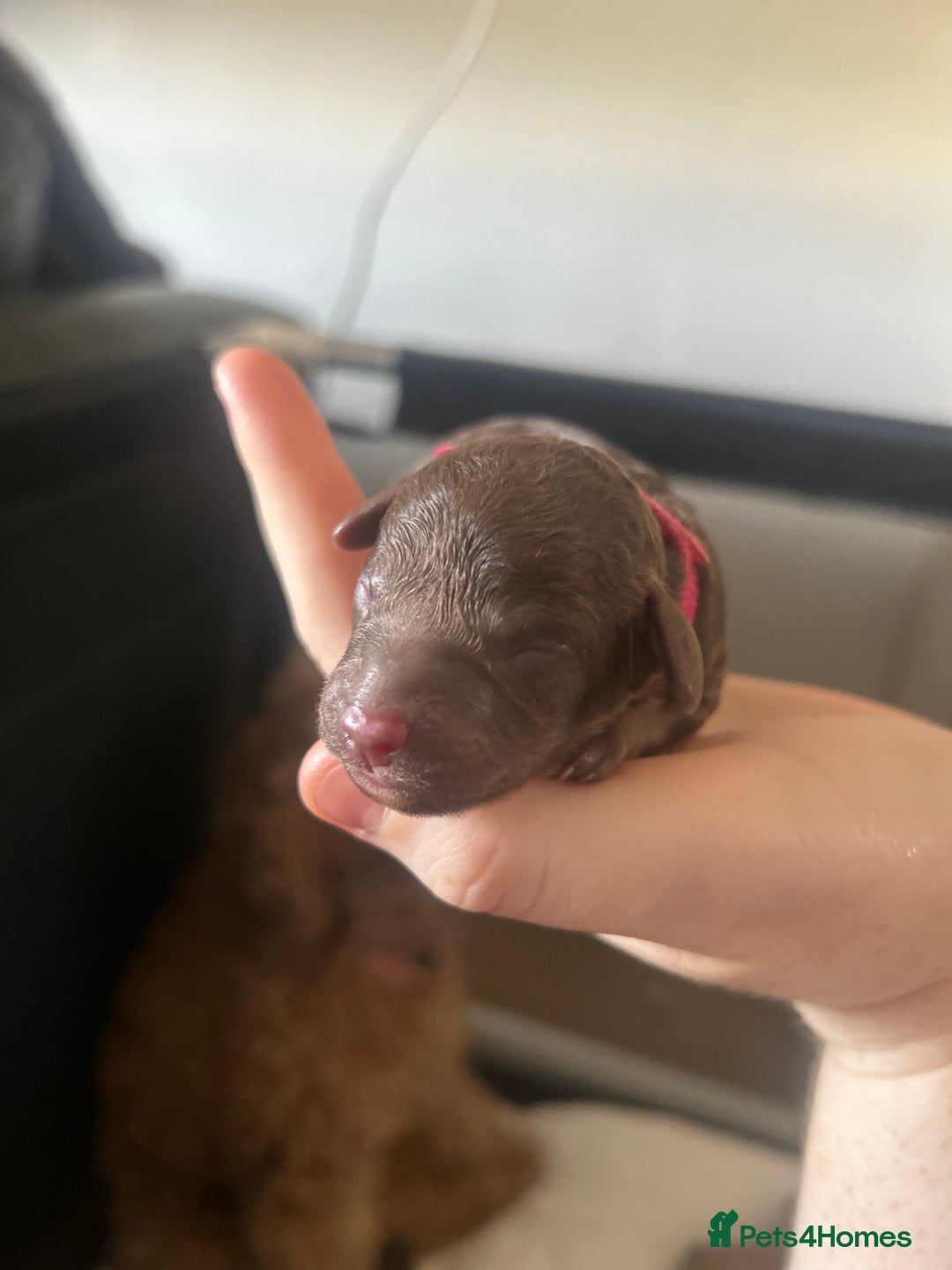 Cockapoo dogs for sale: Beautiful Cockapoo pups ready 22/11/2025 - Image 12