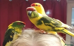 Parakeets birds for sale: Kakariki's x4 handreared kakariki's  - Image 9