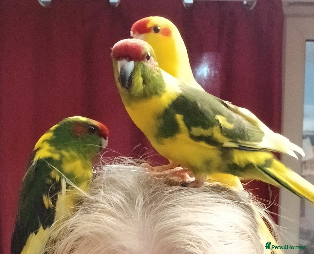 Parakeets birds for sale: Kakariki's x4 handreared kakariki's  - Image 9