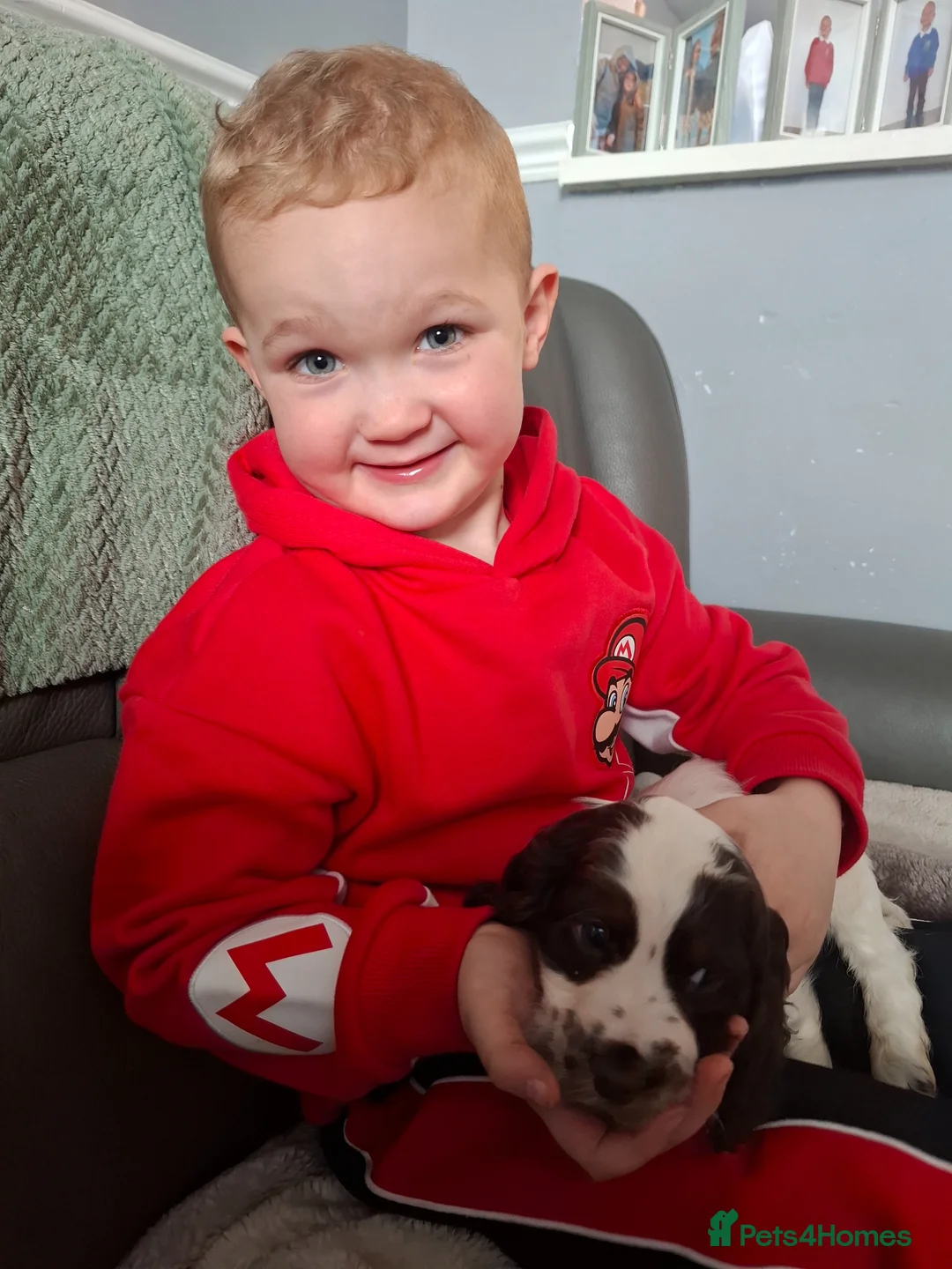 Cocker Spaniel dogs for sale: Cocker spaniel puppies  - Advert 2