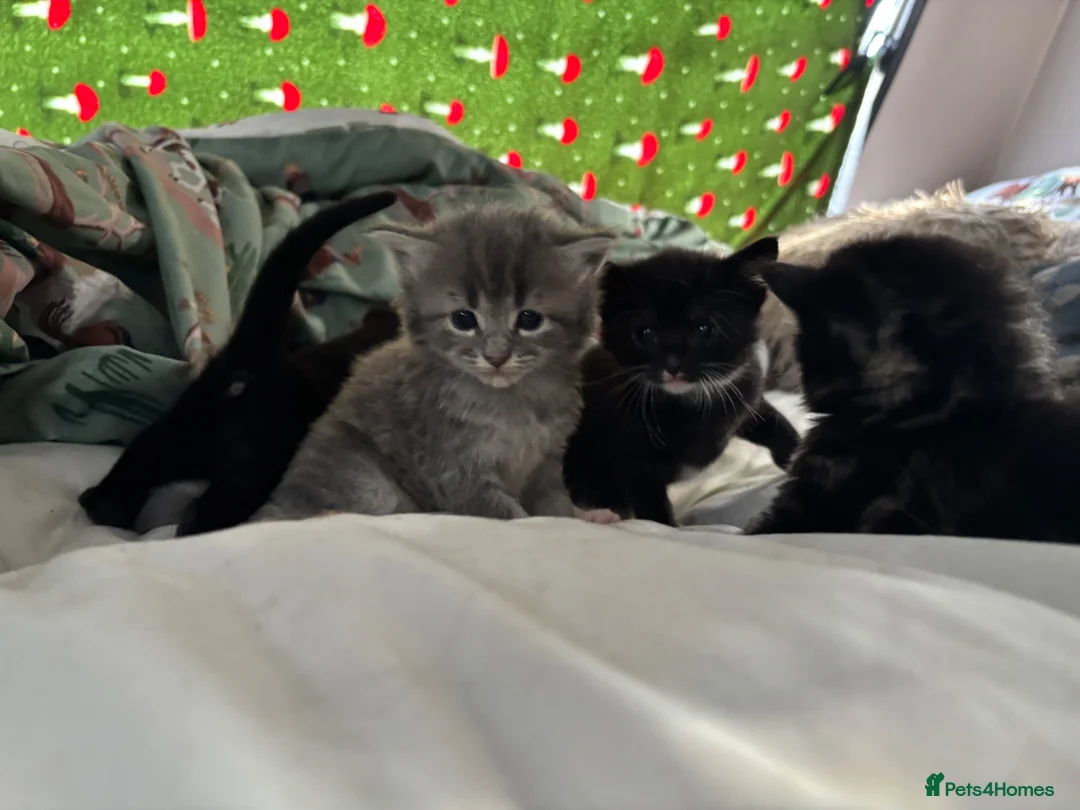 Domestic Shorthair cats for sale: beautiful babies looking for their forever home 🐱 - Advert 1