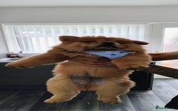 Chow Chow dogs for sale: Chow chow puppies  - Image 2