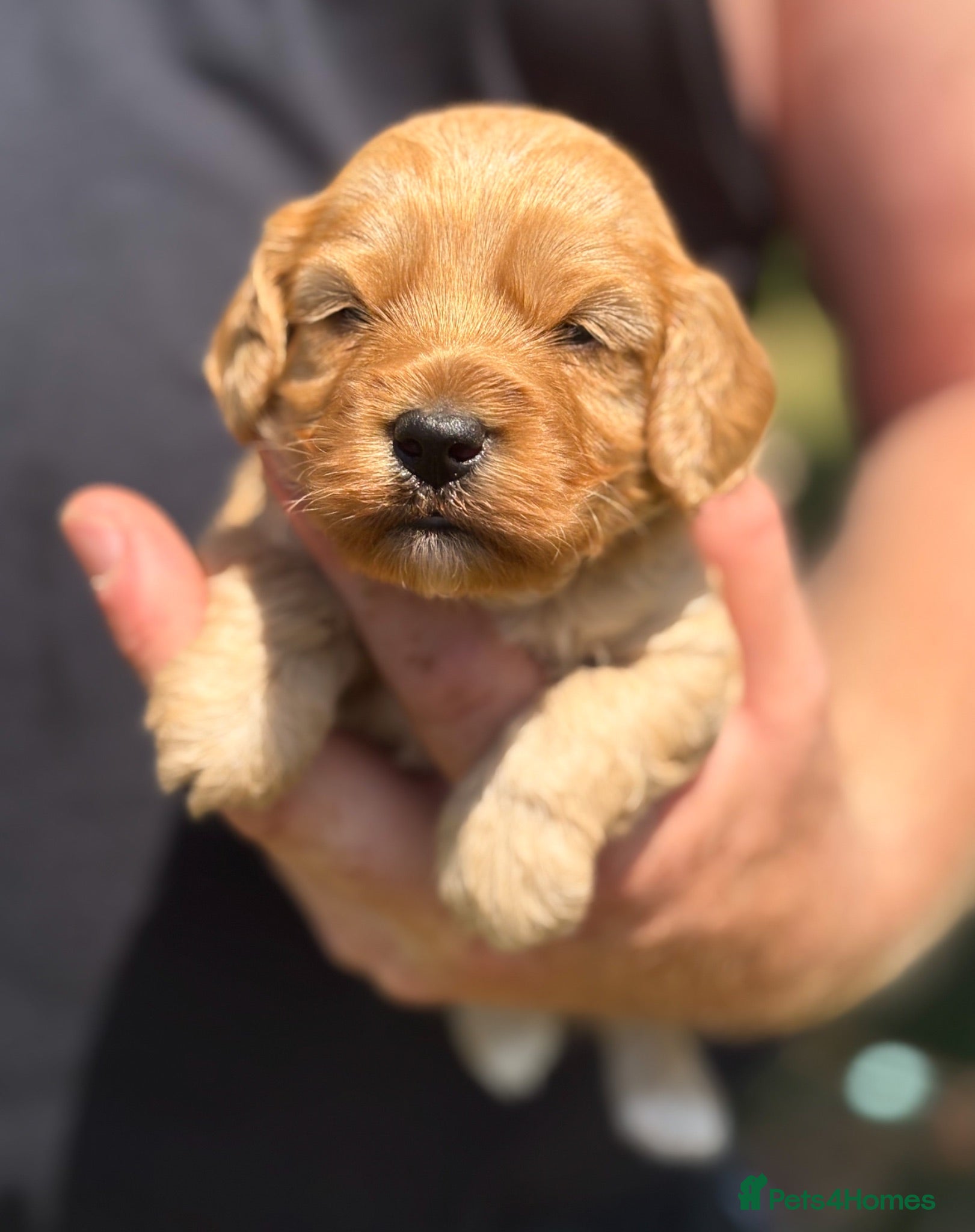 Cavapoo dogs Perfect homebred red F1 Cavapoo puppies  - Advert 1