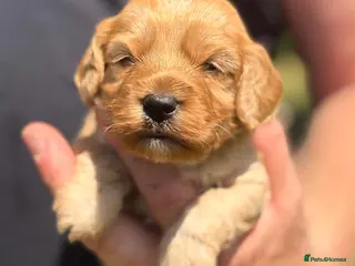 Cavapoo dogs Perfect homebred red F1 Cavapoo puppies - Advert 2