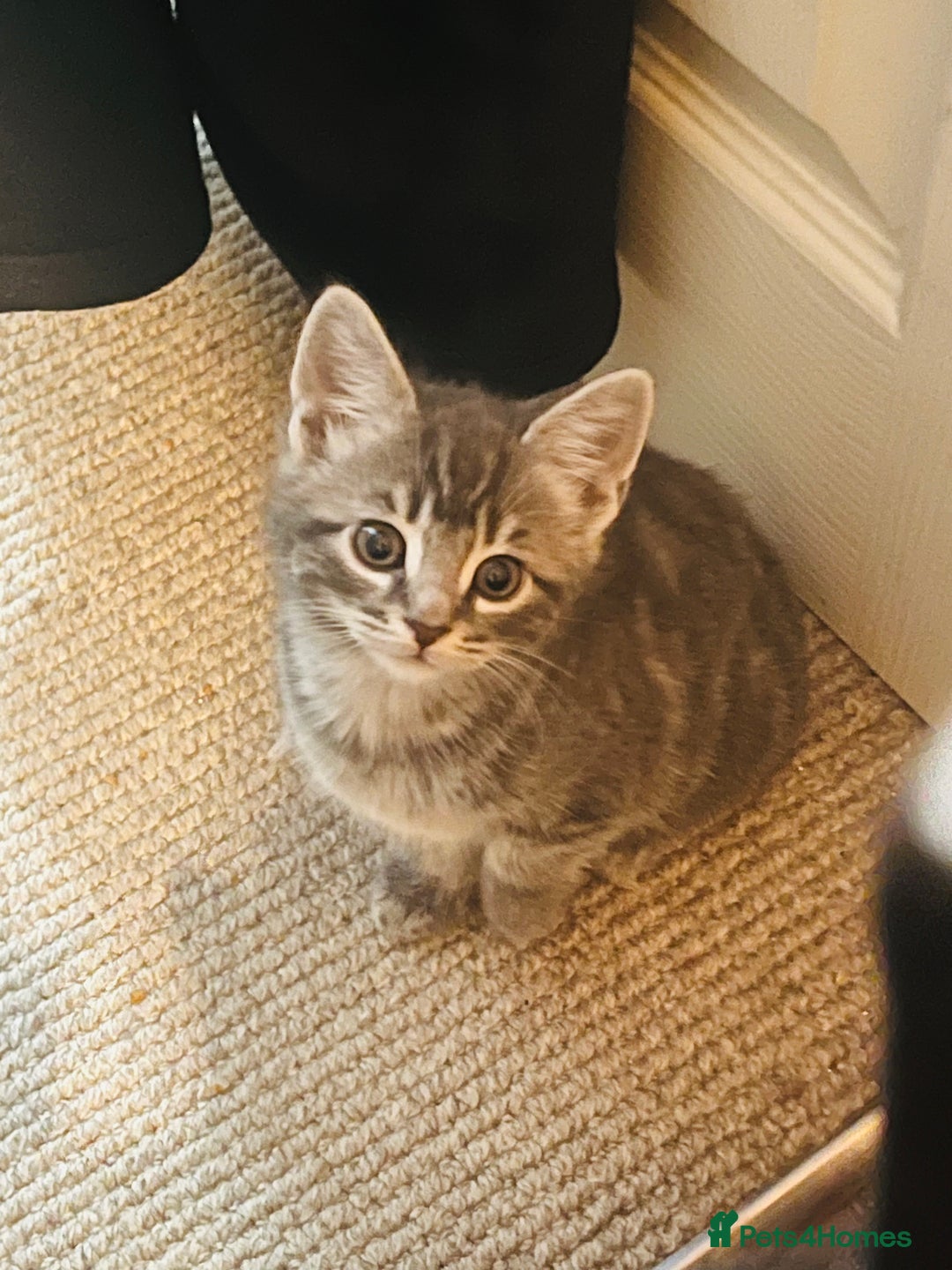 British Shorthair cats for sale: 4 kittens are available now  - Advert 2