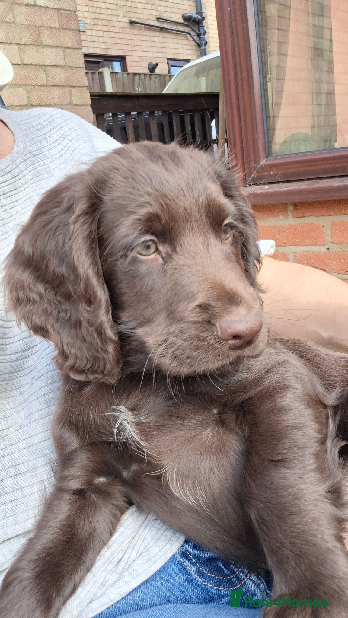 Cocker Spaniel dogs Beautiful Chocolate Cocker Spaniel boy - Advert 2